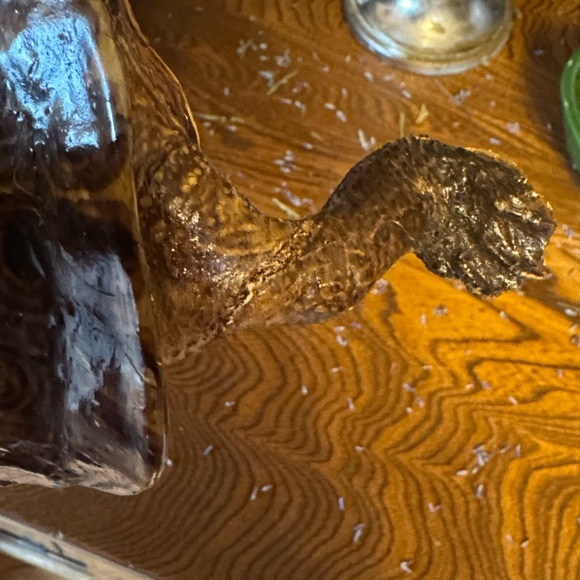 VTG Taxidermy Turtle Made in Mexico, great display piece - Picture 12 of 12